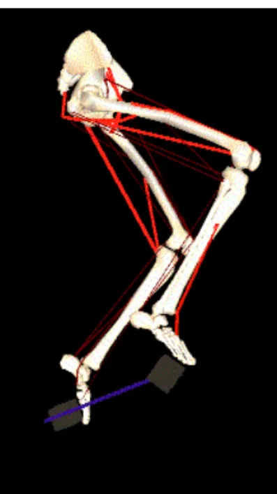 Fig. 3. The computer graphics model of lower extremity (Delp et al., 1990).