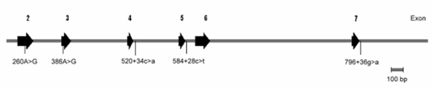 Figure 1 Genomic structure of the DAZL gene, indicating the locations of the five SNPs  assayed