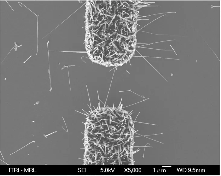 Figure 1 Top-view SEM micrograph of the NWs. 