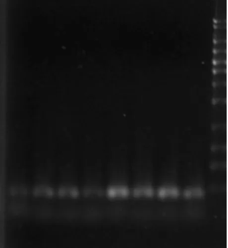 Figure 12. GST2 mRNA expression by Se-enriched broccoli extracts and sulforaphane (SF) pretreatments for 24 hr in As 2 O 3 -induced PAECs