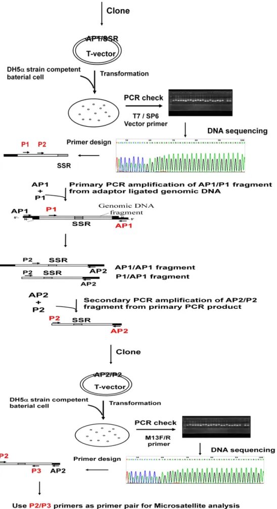 圖 3. Dual-suppression PCR method for Microsatellite Isolation (SSR) 