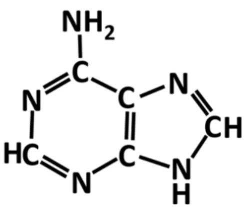 Figure 1. Chemical structure of an adenine molecule. 