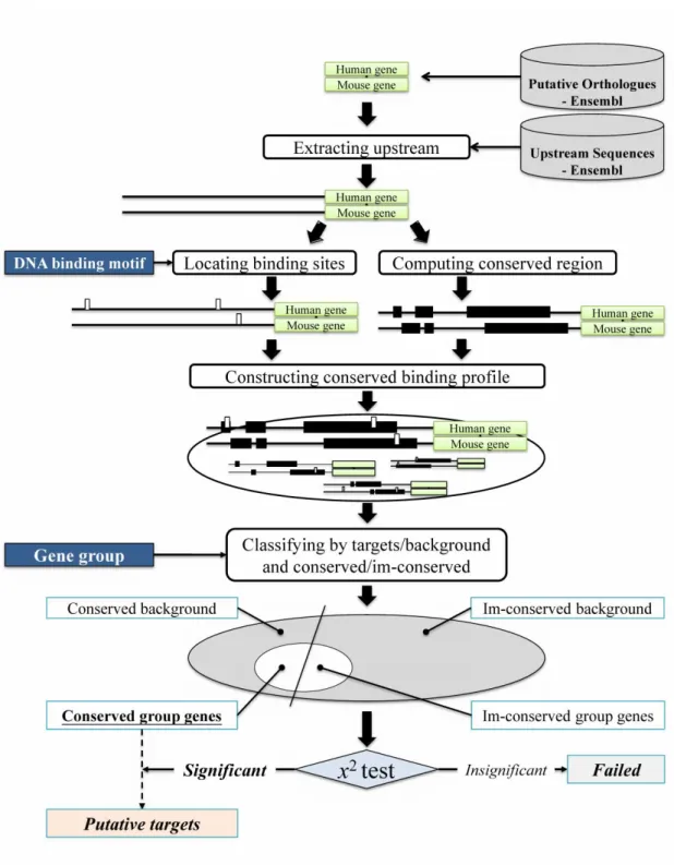 Figure 3. System flow to analyze the motifs within the upstream sequences  Data preprocessing 