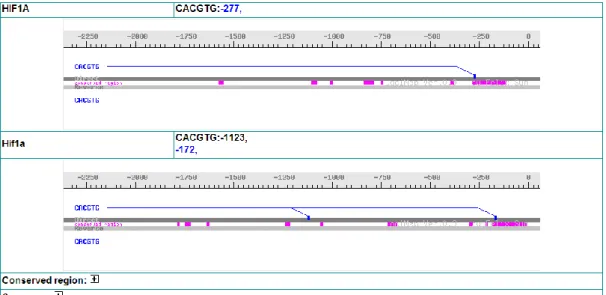 Figure    shows the data input page. The first step when using the system is the inputting of a  motif