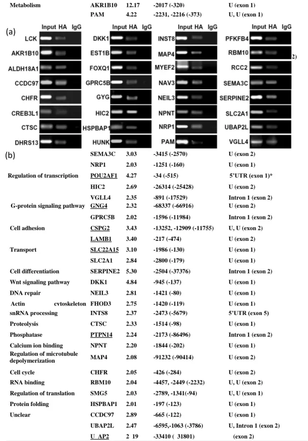 Table 9. Putative SOX4 regulation targets 