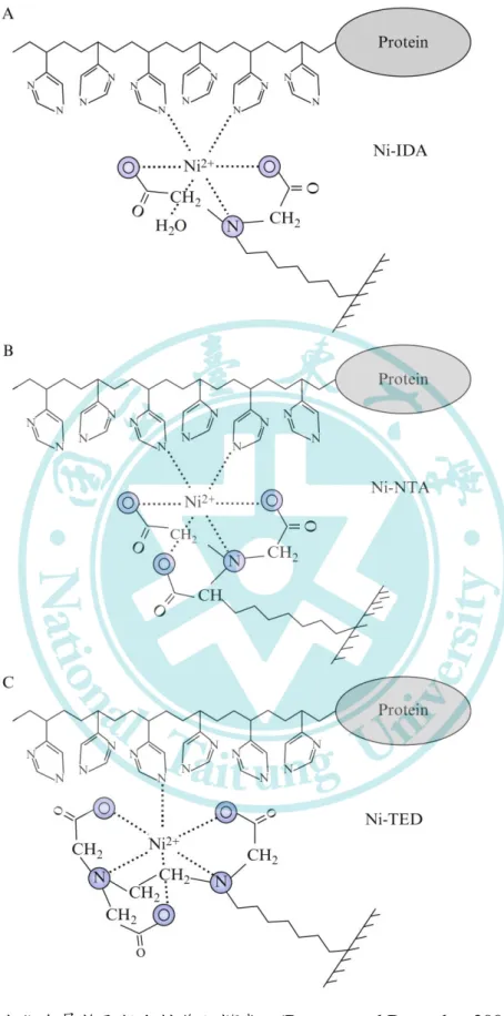 Figure 5. Model of the interaction between residues in the His-tag and the metal ion  In A