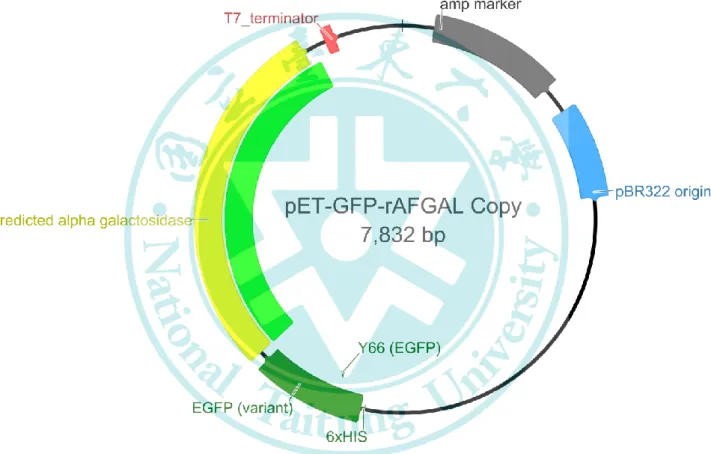 Figure 10. Expression vector 