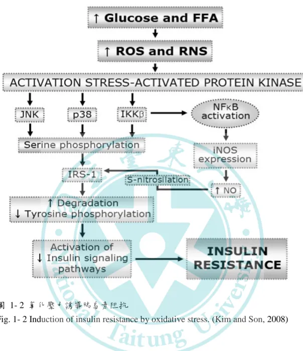 圖  1- 2  氧化壓力誘導胰島素阻抗 