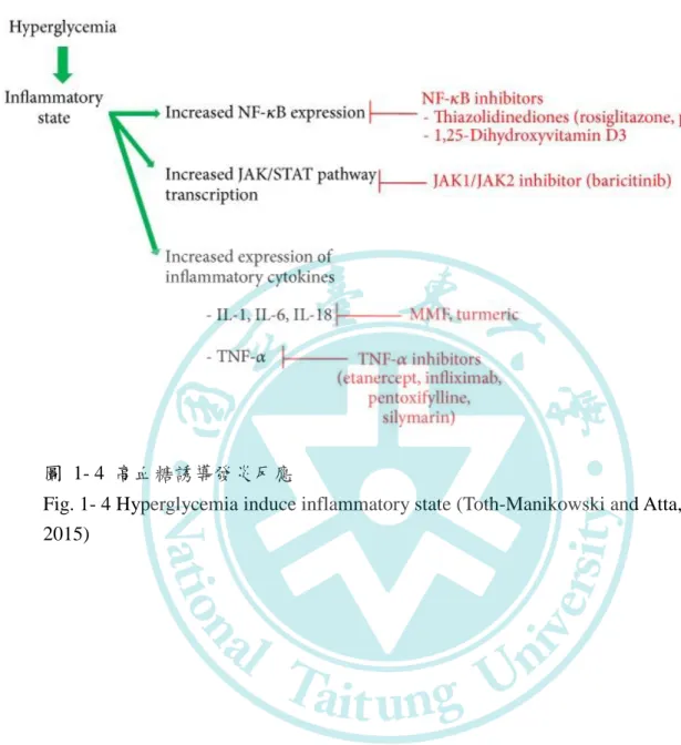 圖  1- 4  高血糖誘導發炎反應 
