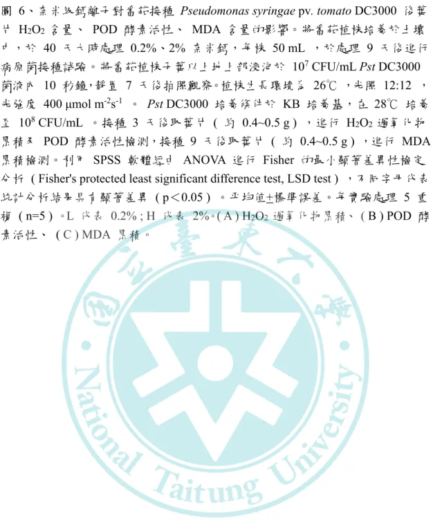 圖  6、奈米級鈣離子對番茄接種  Pseudomonas syringae pv. tomato DC3000  後葉 片  H 2 O 2  含量、 POD 酵素活性、 MDA 含量的影響。將番茄植株培養於土壤 中，於 40 天大時處理 0.2%、2%  奈米鈣，每株 50 mL ，於處理 9 天後進行 病原菌接種試驗。將番茄植株子葉以上地上部浸泡於 10 7  CFU/mL Pst DC3000  菌液內 10 秒鐘，靜置 7 天後拍照觀察。植株生長環境為 26℃ ，光照 12:12 ， 光強度 40