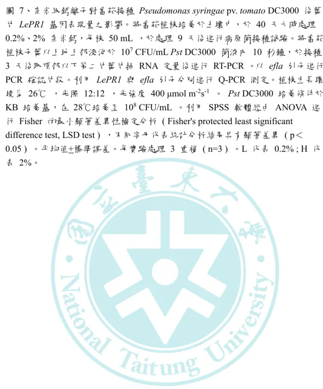 圖  7、奈米級鈣離子對番茄接種  Pseudomonas syringae pv. tomato DC3000  後葉 片  LePR1  基因表現量之影響。將番茄植株培養於土壤中，於 40 天大時處理  0.2%、2%  奈米鈣，每株 50 mL ，於處理 9 天後進行病原菌接種試驗。將番茄 植株子葉以上地上部浸泡於 10 7  CFU/mL Pst DC3000  菌液內 10 秒鐘，於接種  3  天後取頂部以下第二片葉片抽 RNA 定量後進行 RT-PCR 。以  efla  引子進行  PCR 