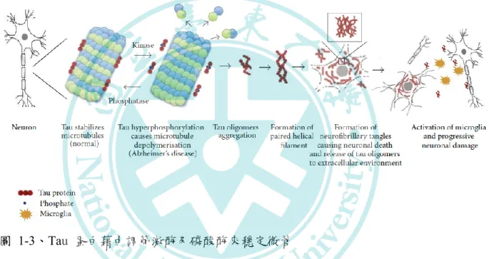 圖  1-3、Tau  蛋白藉由調節激酶及磷酸酶來穩定微管 