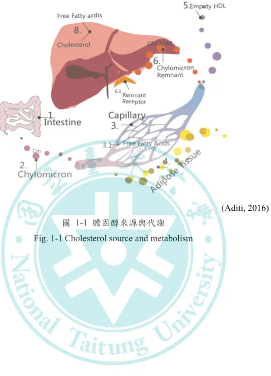 Fig. 1-1 Cholesterol source and metabolism   