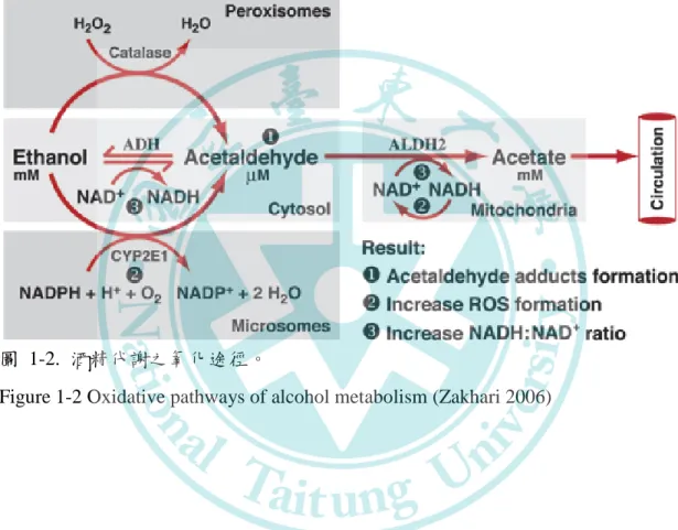 圖  1-2.  酒精代謝之氧化途徑。 