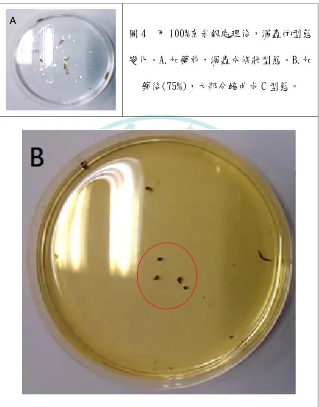 圖 4  用 100%奈米銀處理後，渦蟲的型態 變化。A.加藥前，渦蟲成條狀型態。B.加