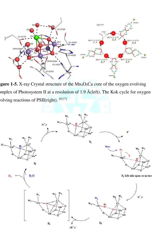 Figure 1-5. X-ray Crystal structure of the Mn 4 O 5 Ca core of the oxygen evolving  complex of Photosystem II at a resolution of 1.9 Å (left)