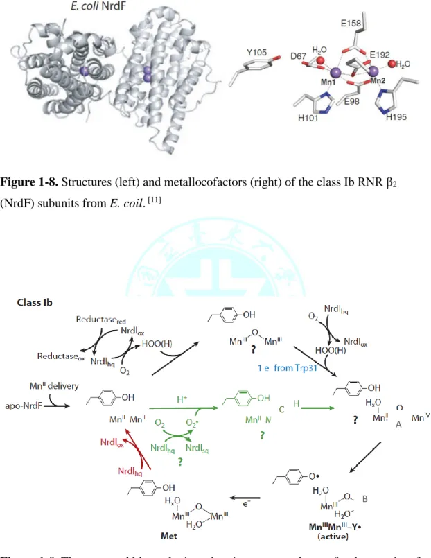 Figure 1-8. Structures (left) and metallocofactors (right) of the class Ib RNR β 2
