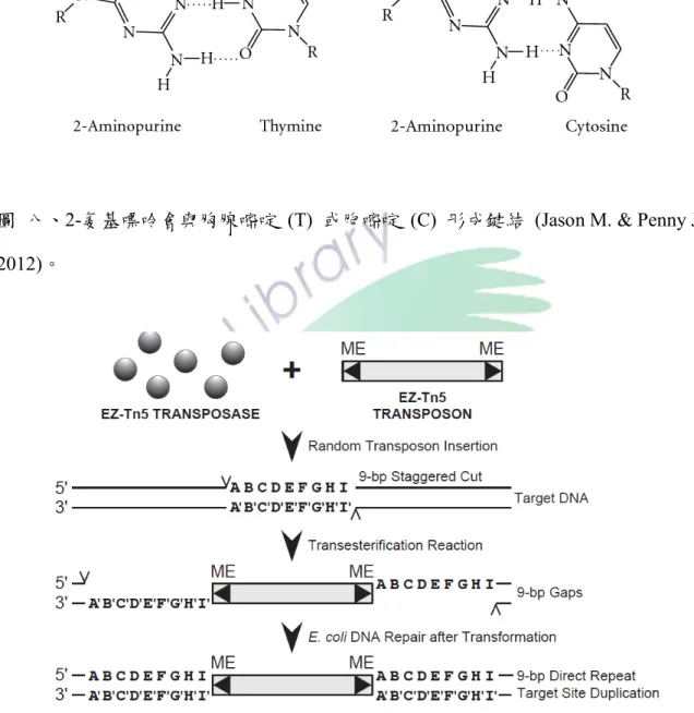 圖  九、EZ-Tn5  系統造成  DNA  突變的複製過程。突變需要目標  DNA、跳躍酶與跳 躍子，跳躍酶會隨機將目標  DNA 切割，跳躍子插入切割位，待  DNA  修復後生成突 變  DNA (EPICENTRE    EZ-Tn5™ <oriV/KAN-2> Insertion Kit)。 