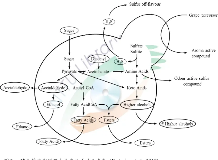 Figure 3. Aroma compounds produced as a result of yeast metabolic processes. 