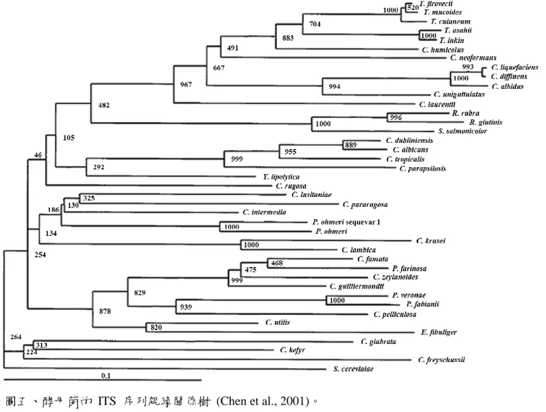 Figure 5. Phylogenetic tree of yeast isolates based on ITS sequences. 