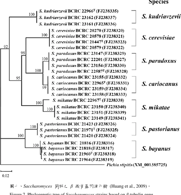 Figure 7. Phylogenetic tree of Saccharomyces strains based on β-tubulin gene                    sequences
