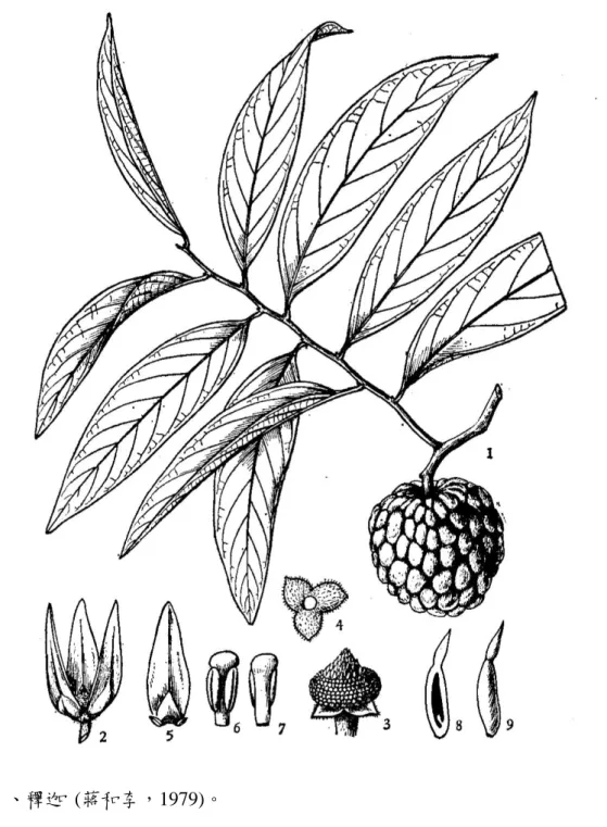 Figure 9. Sugar apple (Annona squamosa L.). 