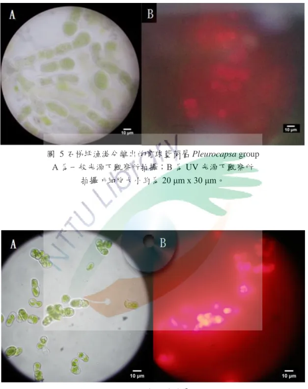 圖  5 石梯坪漁港分離出的寬球藍菌屬 Pleurocapsa group  A 為一般光源下觀察所拍攝；B 為 UV 光源下觀察所  拍攝，細胞大小約為 20 μm x 30 μm。  圖  6 石梯坪漁港分離出的寬球藍菌屬 Pleurocapsa group  A 為一般光源下觀察所拍攝；B 為 UV 光源下觀察所  拍攝，細胞大小約為 10 μm x 15 μm。 