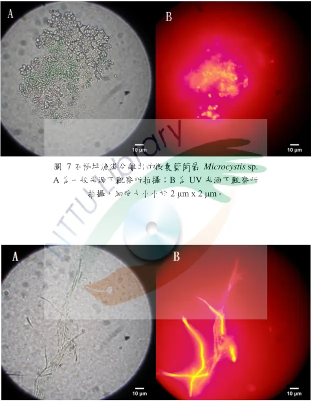 圖  7 石梯坪漁港分離出的微囊藍菌屬  Microcystis sp. 
