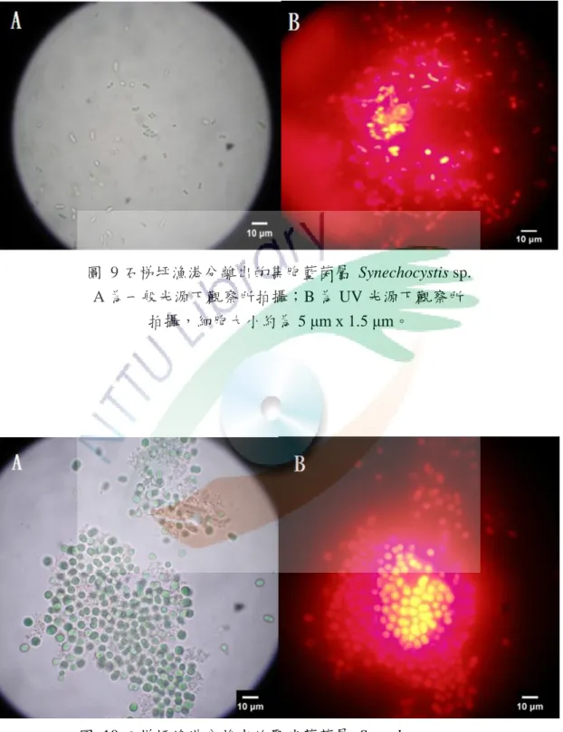 圖  9 石梯坪漁港分離出的集胞藍菌屬  Synechocystis sp.  A 為一般光源下觀察所拍攝；B 為 UV 光源下觀察所  拍攝，細胞大小約為 5 μm x 1.5 μm。 圖  10 石梯坪漁港分離出的聚球藍菌屬  Synechococcus sp