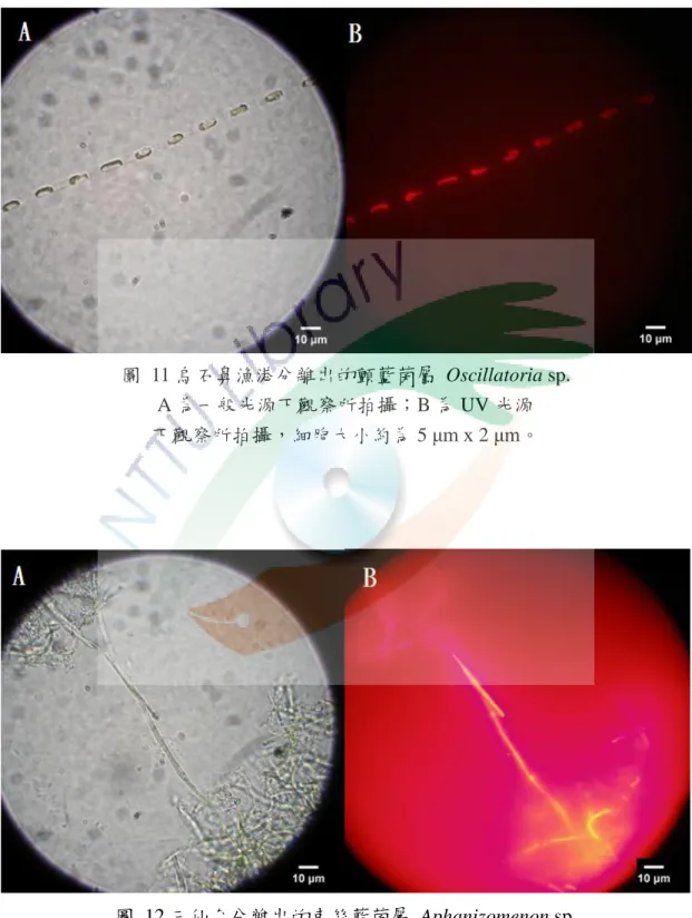 圖  11 烏石鼻漁港分離出的顫藍菌屬  Oscillatoria sp. 