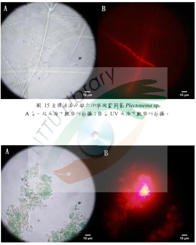圖  15 金樽漁港分離出的織線藍菌屬 Plectonema sp. 