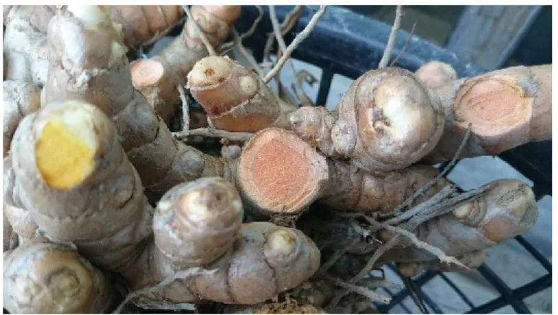 圖 5  薑黄剖面  薑黃色澤金黃迷人。有別於其它薑科植物的限食用或觀賞運用，還可 以當天然染料。  二、薑黃素的凾用  薑黃是種古老香料（製作過程如圖 6 所示），屬於天然酚類抗 氧化劑，在印度自古以來就常被女性用來保養皮膚，近年更有多項 研究結果更發現，薑黃素對身體具有許多好處〆例如抗發炎、抗老 化、預防心血管疾病等，除此之外，它能減少體重和體脂肪增函。 
