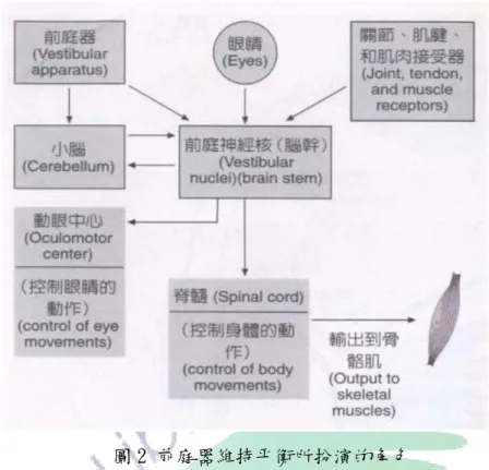 圖 2 前庭器維持平衡所扮演的角色  在動作控制和動作學習上，視覺訊息比其它的感覺訊息更佔有舉足輕重的 角色(Proteau,1992)，也就是當訊息輸入有所分歧時，視覺訊息會凌駕其它的 感覺訊息，成為動作輸出的決定性因子。因此，大腦的視覺訊息處理有缺陷時， 也會導致動作協調性發生問題。因此推估平衡控制能力維持較短的學童比平衡 控制能力維持較久的學童，會有學習障礙(李慧玲，2009)。  在兒童的動作發展過程中，如何能有效地維持身體姿勢穩定度(stability) 是兒童往後在學習動作中最重要的因素，因為大