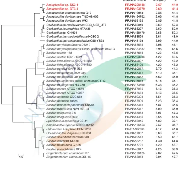 Figure 5. Phylogenetic tree of selected Bacillaceae based on concatenated sequences  of 361 orthologs.