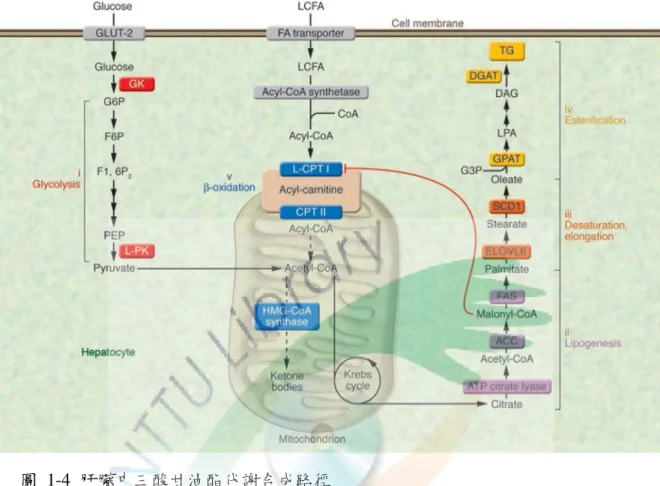 Fig. 1-4 Metabolic pathways leading to the synthesis of TG in liver (Postic and Girard,  2008) 