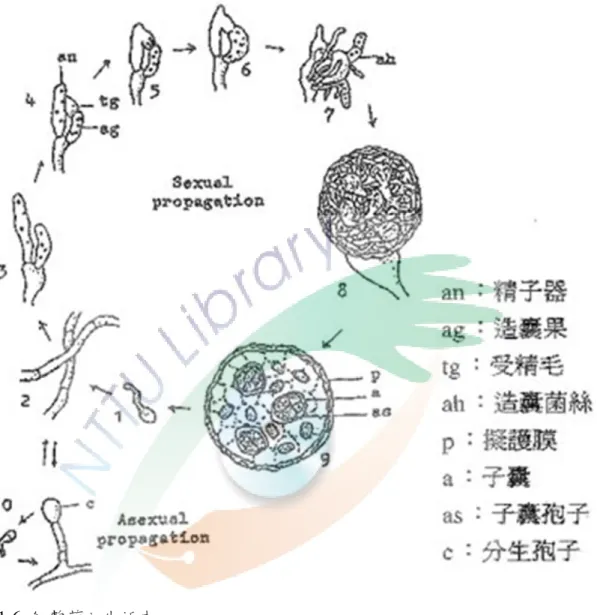 Fig. 1-6 Life cycle of Monascus species. (蘇等，1970)  1, 2：子囊孢子形成營養菌絲 
