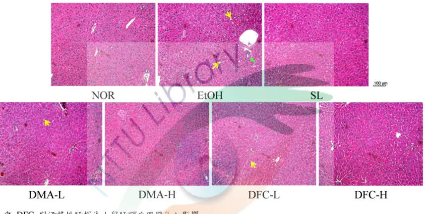 Fig. 4-3 The effects of DMA and DFC on hepatic pathological changes of the ethanol-induced liver injury mice   