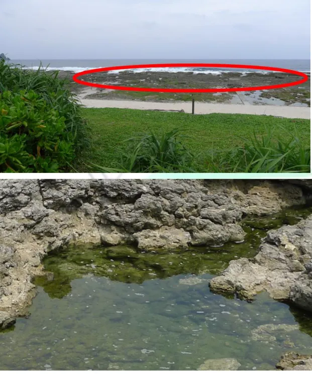 Figure 10. Intertidal zone and intertidal microbial mats of JhaoRih hot spring in Green  island