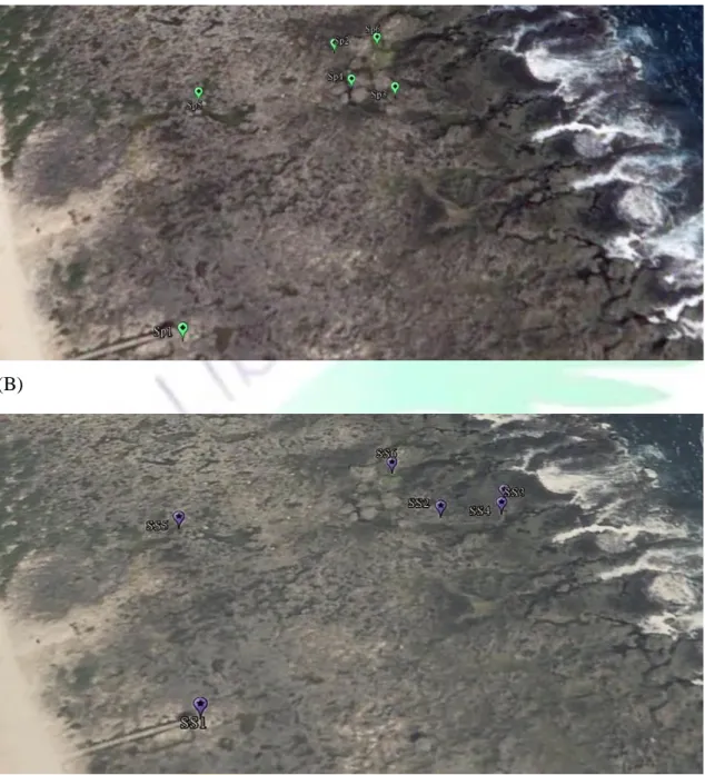 Figure 20. Sampling sites in spring and 2 nd  summer. (A) Spring (2014/4/3-2014/4/5). (B)  Second summer (2014/9/8-2014/9/10)