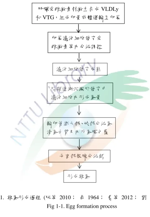 圖  1-1.  雞蛋形成過程  (阮等  2010；  俞  1964；  曹等  2012；  劉  1990)  Fig 1-1. Egg formation process
