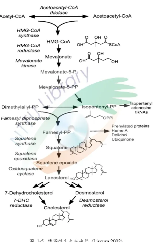 圖  1-5.  膽固醇生合成途徑  (Liscurn 2002)  Fig 1-5. Cholesterol biosynthesis pathway 
