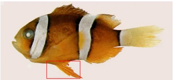 圖 4-29 小丑魚圖片 39（引自邵廣昭 台灣魚類資料庫 http://fishdb.sinica.edu.tw）  圖片中呈現出飛魚、金線魚、小丑魚、蝶魚聚在一起聊天討論飛魚的旅行見 聞。其謬誤原因為：紅色方框中的金線魚與小丑魚的魚鰭很明顯的少畫了一對位 於腹部的腹鰭，與自然科學概念中有關魚的構造有胸鰭一對、腹鰭一對、臀鰭一 個、尾鰭一個及背鰭 1~2 個的概念明顯有誤，其錯誤類型符合類目 2-2 圖片中所 表達的自然科學概念正確與否。  （五）以南一版國語課本第五冊第九課圖片內容(N-05-09-01