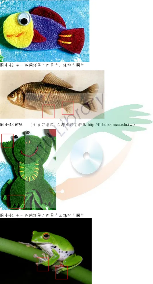 圖 4-43 鯽魚 53（引自邵廣昭 台灣魚類資料庫 http://fishdb.sinica.edu.tw） 