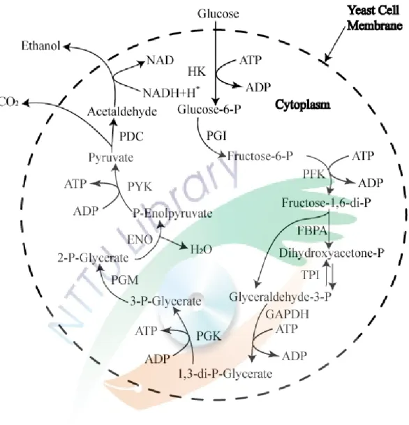 圖  4、釀酒酵母醱酵經由乙醇代謝路徑產生乙醇  (Madigan et al., 2000)。