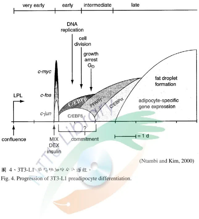圖  4、3T3-L1  前脂肪細胞分化過程。 