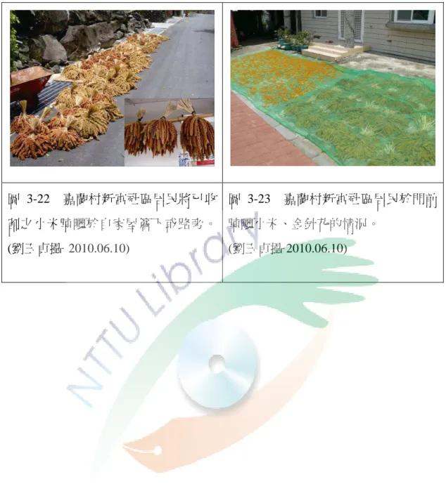 圖 3-22  嘉蘭村新富社區居民將已收 割之小米晾曬於自家屋簷下或路旁。 (劉玉貞攝  2010.06.10)  圖 3-23  嘉蘭村新富社區居民於門前晾曬小米、金針花的情況。 (劉玉貞攝 2010.06.10) 