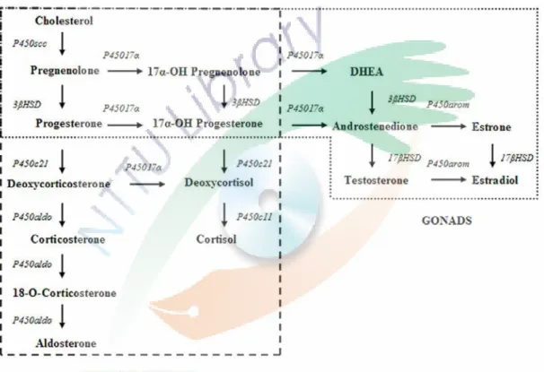 Fig. 1. Steroid hormone synthesis pathways 33 . 