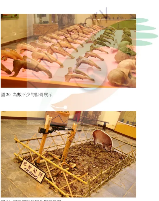 圖 20  為數不少的獸骨展示 
