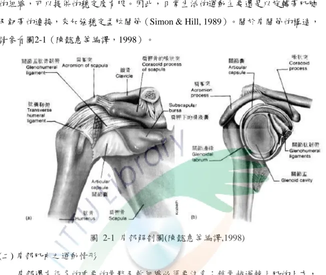 圖  2-1  肩部解剖圖(陳懿惠等編譯,1998)  (二) 肩部肌肉之運動情形 