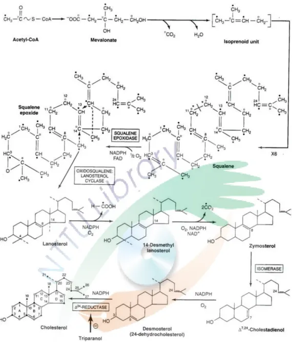 圖 1-1  膽固醇生合成之路徑  (Mayes, 2000)  Fig. 1-1 Pathway of cholesterol biosynthesis.